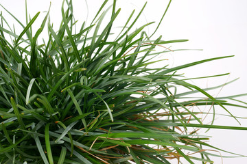 Ornamental grass Sesleria caerulea