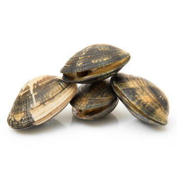 vongole fresche in fondo bianco