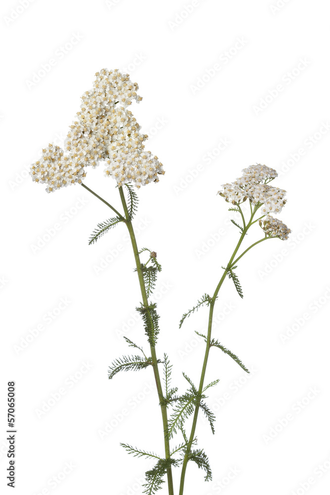 Sticker White yarrow