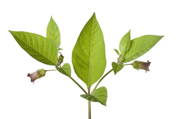 Belladonna plant