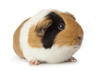 Fototapeta na wymiar Cute guinea pig