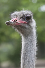 Ostrich head