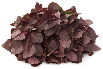 Fresh red amaranth