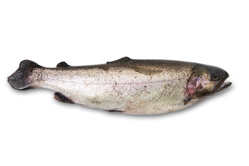 trota nostrana in fondo bianco