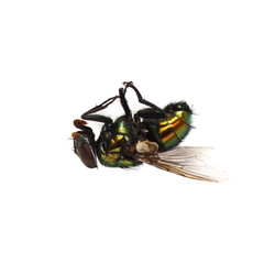 dead fly isolated on a white background