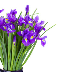 blue irise flowers bouquet