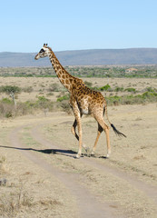 large giraffe on track in kenya