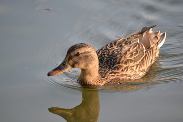 kaczka krzyżówka © Senatorek