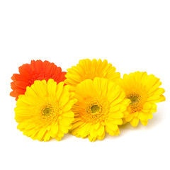 Beautiful daisy gerbera flowers