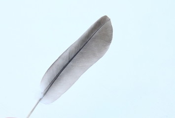 plume, pigeon, sur fond blanc/