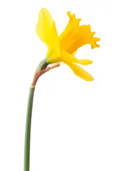 Foto op Plexiglas Narcis Narcis bloem of narcis geïsoleerd op een witte achtergrond knipsel