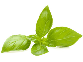 Sweet basil leaves