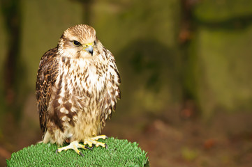 young brown falcon sitting on a support