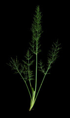 Herb fennel over black - Foeniculum vulgare