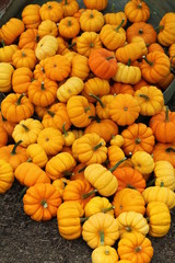 A Collection of Freshly Harvested Orange Pumkins.
