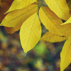 autumn leaves  