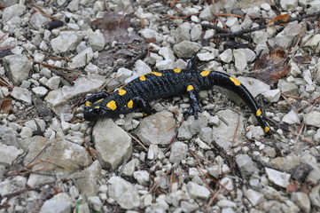 salamandra