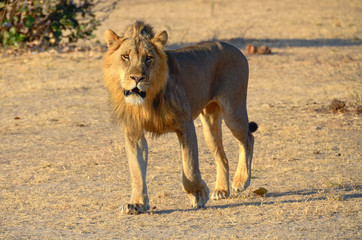 Lion walking in the sun