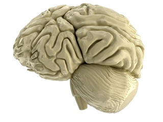 human brain
