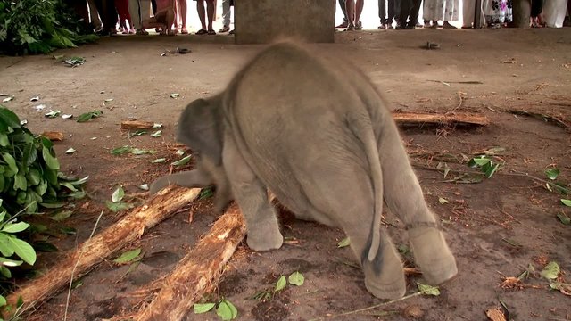 Sri Lankan Elephant baby at the Pinnawala Elephant Orphanage.