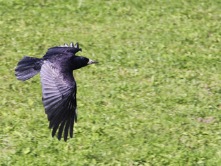 black crow flying