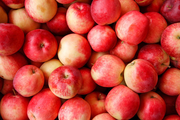 Apple harvest season