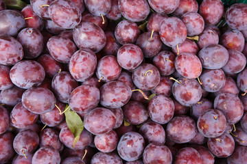 Indigo-color plum fruits