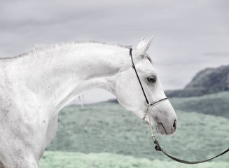 portrait of beautiful young white arabian stallion