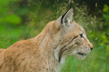 Lynx