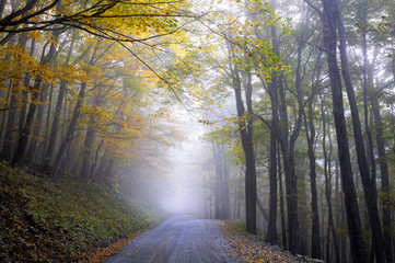 Foggy Road in Autumn