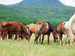 Obraz premium herd of mares in the pasture.