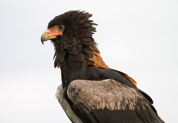 Bateleur Eagle