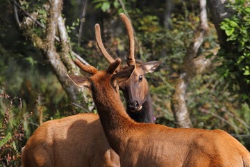 Naklejka premium Young Bull Roosevelt Elk