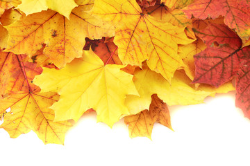 Naklejka na ściany i meble Maple-leaf leaves composition