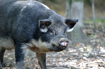 Wild boar in autumn forest
