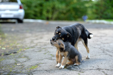 puppy playing with his mom