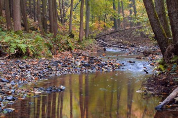 Autumn stream in the forest in sunny day