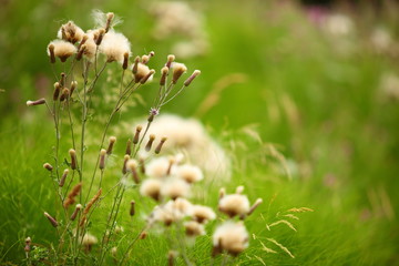 meadow flowers on green blurred background