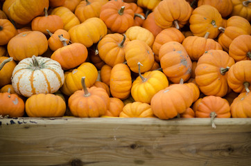 Many Small Pumpkins