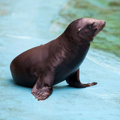 Sea Lion.  Seal