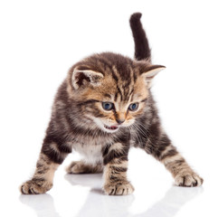 kitten on a white background