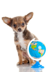 Funny puppy Chihuahua.  puppy with a  globe isolated