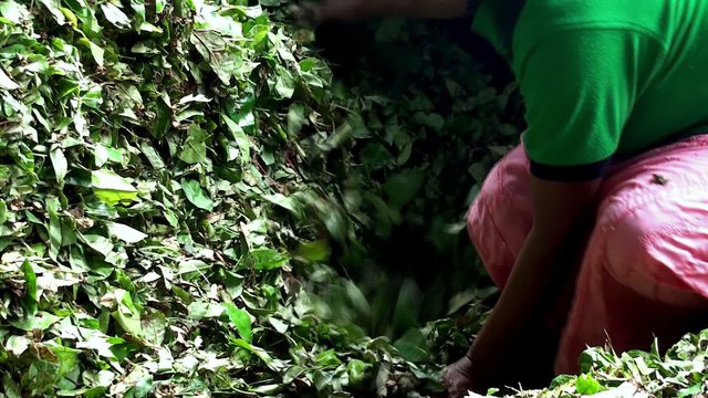 Loading tea leaves to the crushing machine at the Tea Factory.