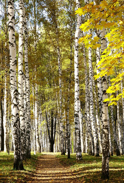 Golden mixed autumn forest in sunny weather