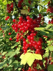 red currant