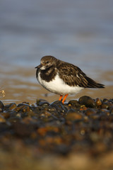 Turnstone, Arenaria interpres