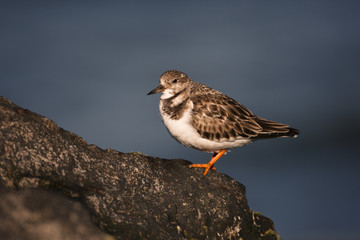 Turnstone, Arenaria interpres