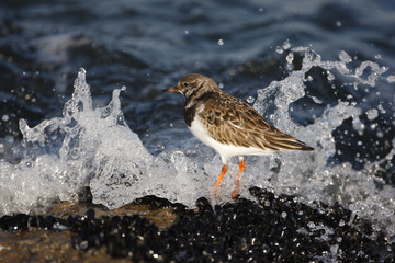 Turnstone, Arenaria interpres