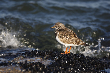 Turnstone, Arenaria interpres