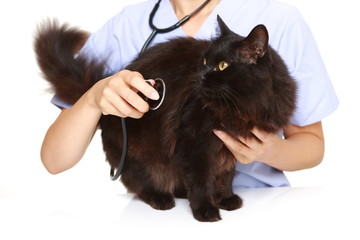 黒猫を診察する獣医師